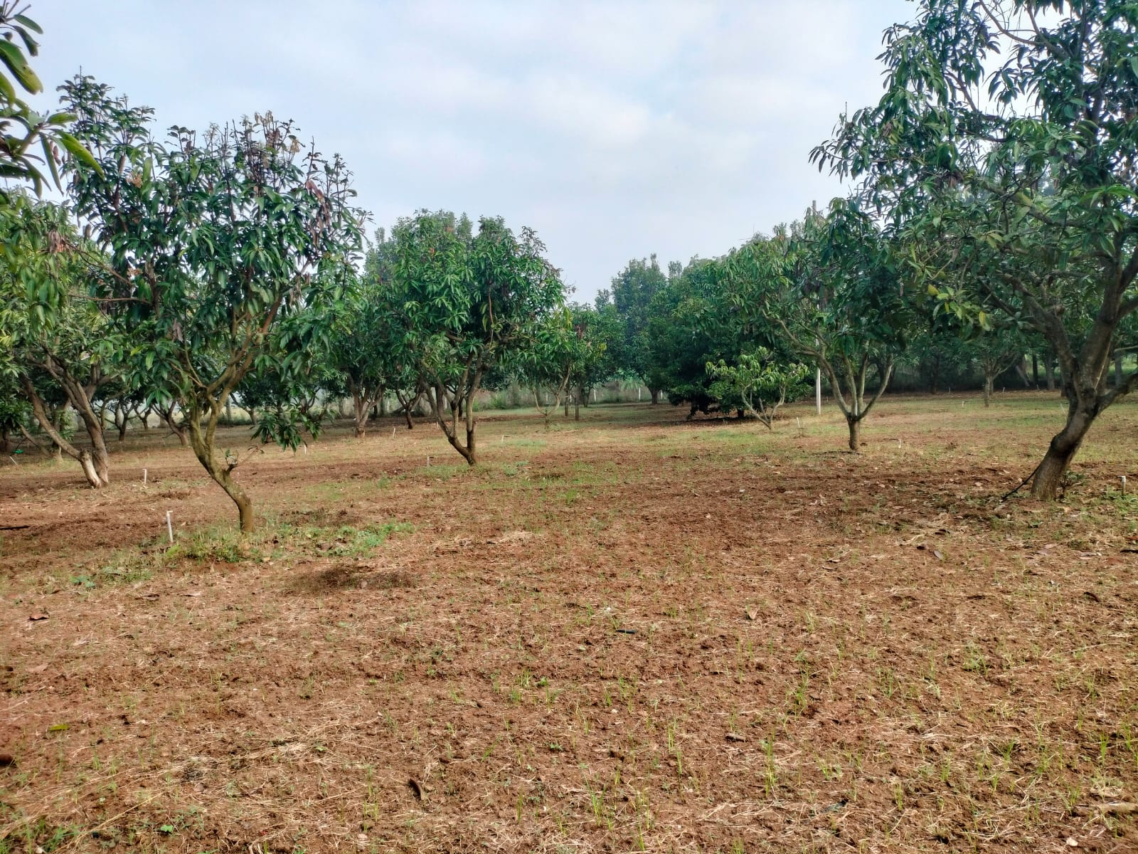 1 5 Acre Agri Land For Sale In Gudipala Near Nh4 Hiway And Express