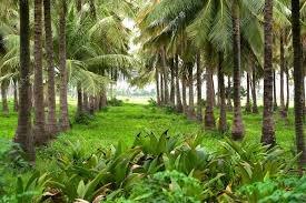 100 acres coconut farm land for sale in Pattukkottai