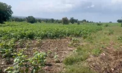 Agriculture Land for sale in Bhimpoor ,Adilabad