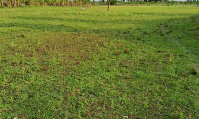 3.75 Acres land for sale in Kalladipatti , Dindigul