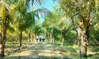 6.85 Acres Coconut trees land for sale in Alagapuri , Virudhunagar