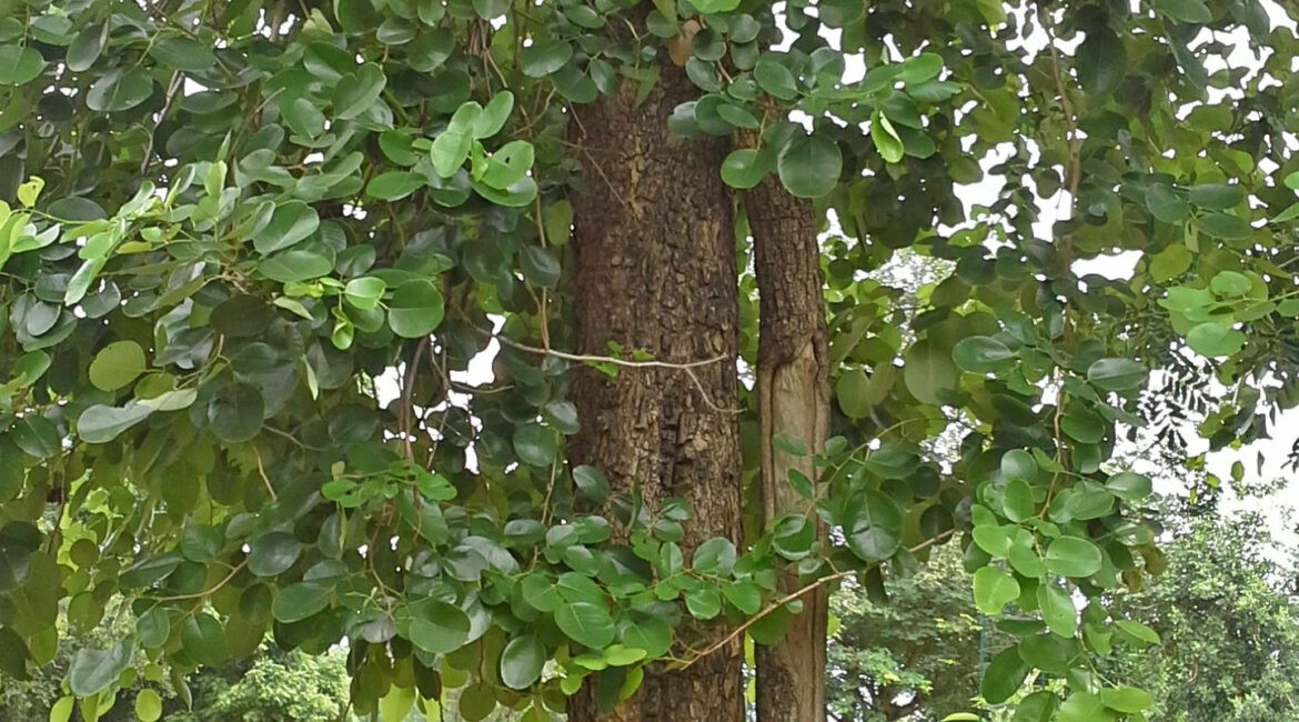 Pterocarpus_santalinus_red_sandalwood_tree_at_IG_Zoo_Park_in_Visakhapatnam_02