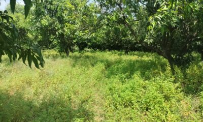 Agriculture land for sale in nh4 Chittoor to Bangalore bypass near Sankranthi palli